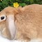 Image result for Dwarf Lop with Cotton Tail
