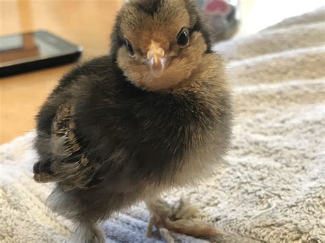 Baby Mille Fleur d’ Uccle aka “Millie” : r/BackYardChickens