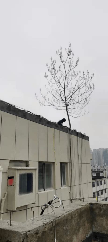 为环境在楼顶种棵树 绿化部门称：楼顶绿化须申请_中国建筑绿化网
