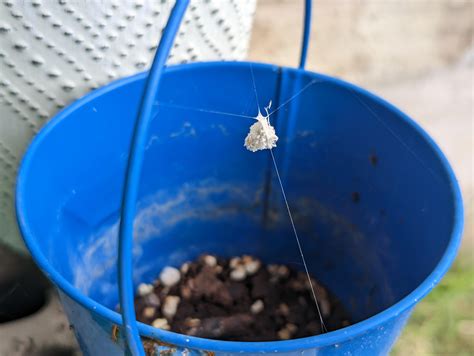 Brown widow egg sac? : r/whatisthisspider