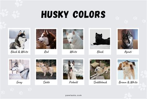 All Husky Colors Explained