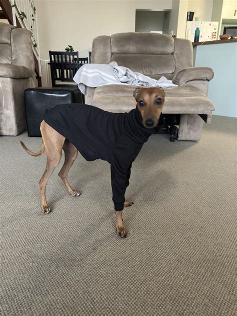 Italian Greyhound Size Italian Greyhound Friends Of The Dog