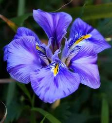 iris fiore immagini l iris significato e curiosit 192 iris fiore immagini l iris significato e curiosit 192