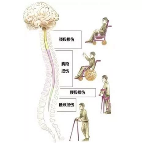 Internal Anatomy Of The Spinal Cord