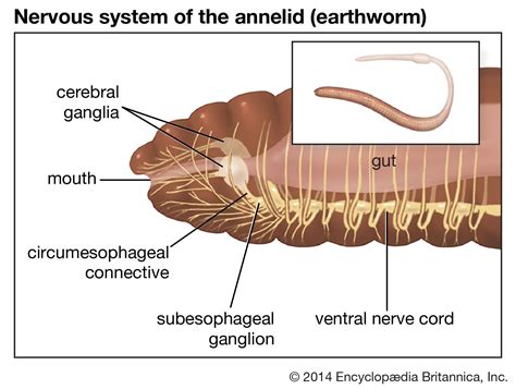 Nervous system - Annelids, Reflexes, Sensory | Britannica
