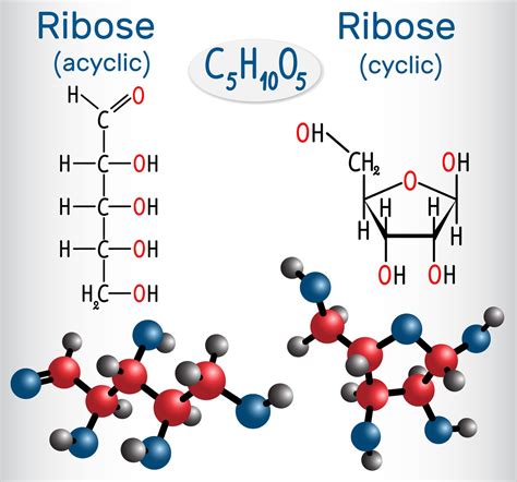 Structure Of Monosaccharides