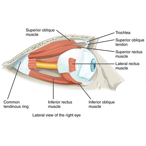 Eye Muscle Diagram Labeled
