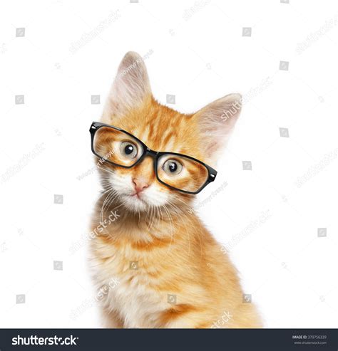 5+ Hundred Cat Wearing Reading Glasses Royalty-Free Images, Stock ...