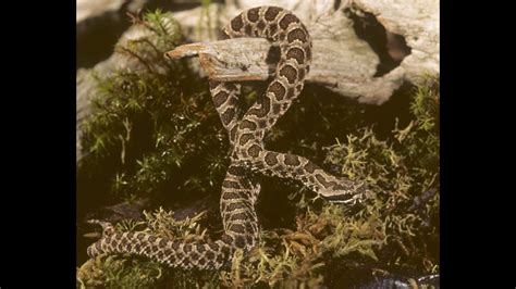 A guide to Ohio's snakes | wtol.com