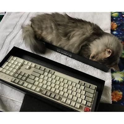 Buy Keychron C2 Full Size Wired Mechanical Keyboard Compatible with Mac ...