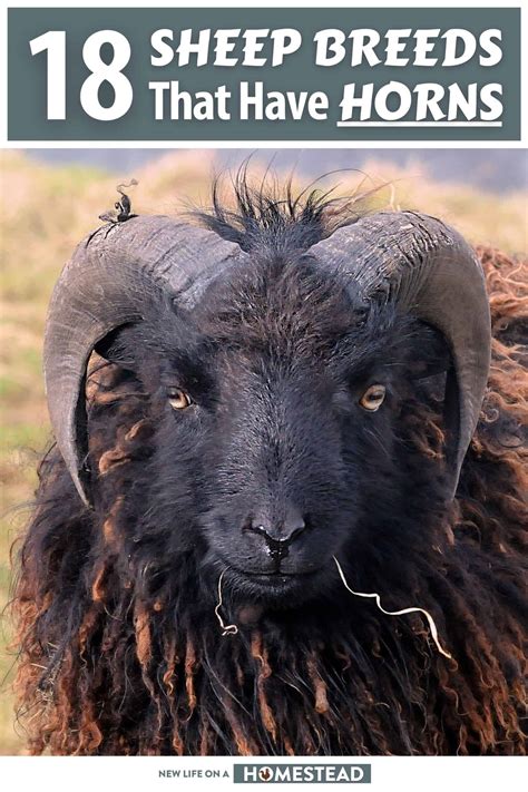 18 Sheep Breeds that Have Horns