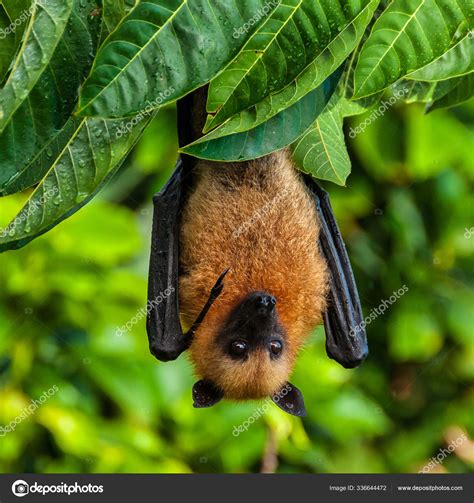Cute Fruit Bat