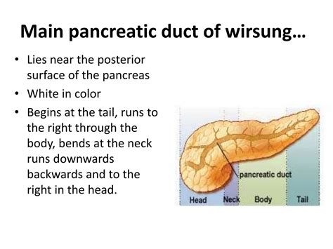 ANATOMY OF PANCREAS | PPTX