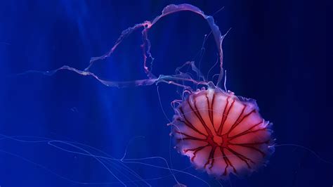 Deep Ocean Jellyfish 4K Wallpapers | HD Wallpapers | ID #25890