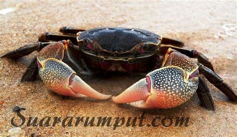 Kepiting Harom Lezat di Indonesia? Kindalah Ini!