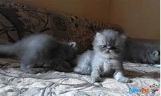gatti persiani in vendita gatti persiani in vendita a novara no gatti persiani in vendita gatti persiani in vendita a novara no