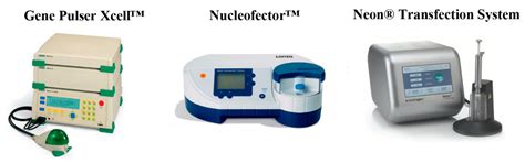 A Review on Electroporation-Based Intracellular Delivery