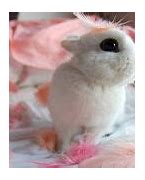 Image result for Cutest Bunny Rabbits