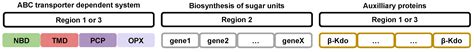 ABC Transporters and Antibiotic Resistance: Specialized Systems for ...