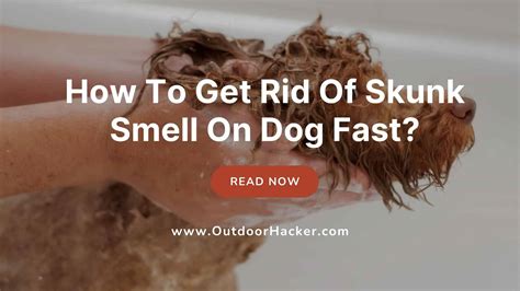 How To Get Skunk Smell Out Of Dog's Face at Judy Moore blog