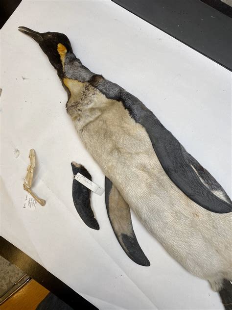 Penguin Wing Structure