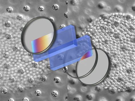 Image result for DIC Microscopy Tutorial