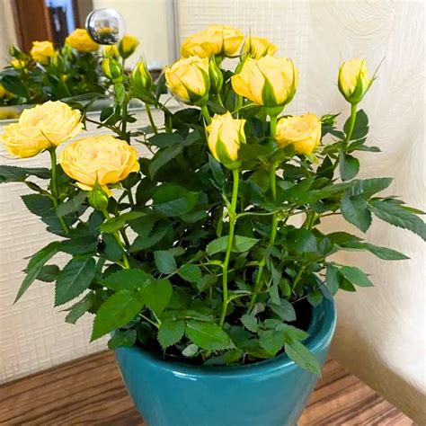 Yellow Rose - Plant – Lalit Enterprise