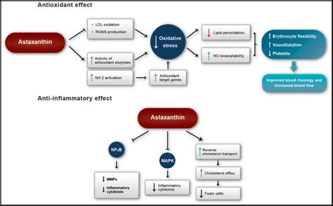 International Journal of Molecular Medicine
