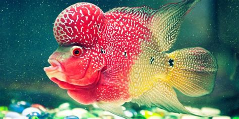 Image result for Fish Breeding