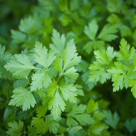 XLL-94 Coriander Indian Vegetable Desi Seeds Winter Variety-100 x Seeds ...