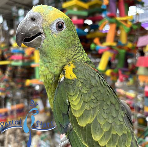 Blue Fronted Amazon - Female