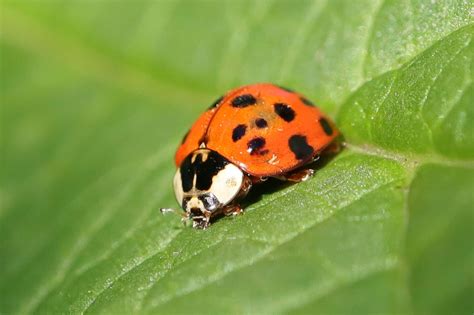 Where Do Ladybugs Go in the Winter? - A-Z Animals