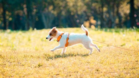 Payment Options For Veterinary Care | Fairland Animal Hospital