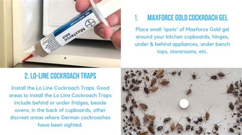 German Cockroach Control DIY Kit - Gel, Bait & Traps BUY ONLINE – Easy ...