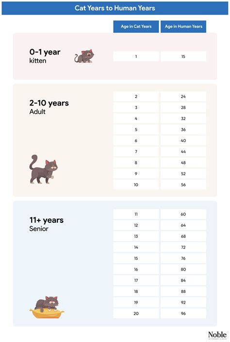 Cat Age to Human Years | Conversion Chart & Guide
