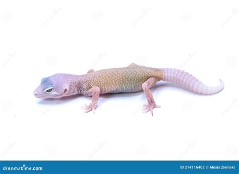 Baby Blizzard Leopard Gecko Stock Photo - Image of baby, scorpion ...
