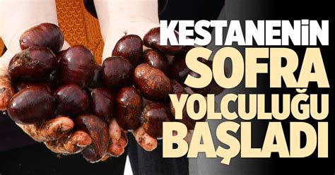 KESTANENİN SOFRA YOLCULUĞU BAŞLADI | Denizli Yeni Olay Haber