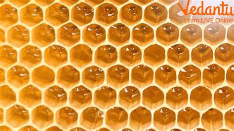 How do Honeybees Make A Honeycomb? Read the Blog To Learn More