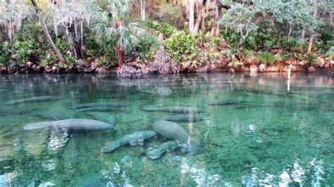 The Seminole Tribe Of Florida And Their Modern Day Government