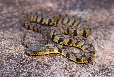 Snake Game Using Python 的图像结果