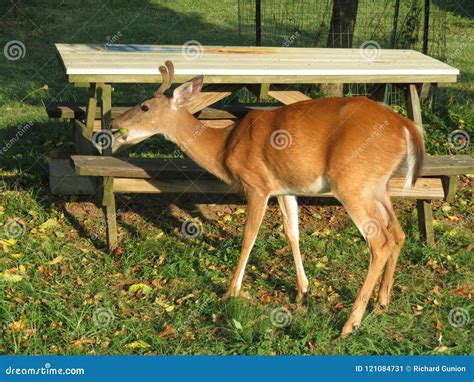 Whitetail Deer in the Park Eating an Apple Stock Image - Image of ...