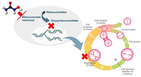 IJMS | Special Issue : BCR-ABL1 Negative Myeloproliferative Neoplasms