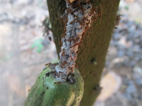 Insect Pests