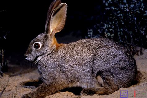 白城最大的种兔养殖场在哪里连山黑兔_供应信息_金农网