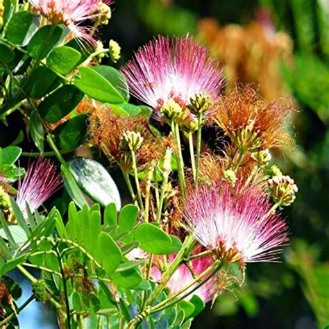 SHOP 360 GARDEN Albizia saman, Rain Tree, Samanea Saman, Monkeypod Tree ...
