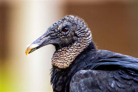 Do Birds Have Ears? Everything You Need to Know!