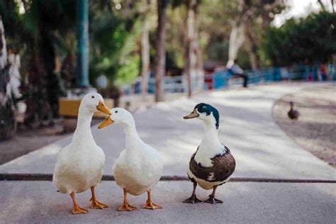 25 Fun Facts About Ducks | Bet You Didn't Know - Amazing Facts Home