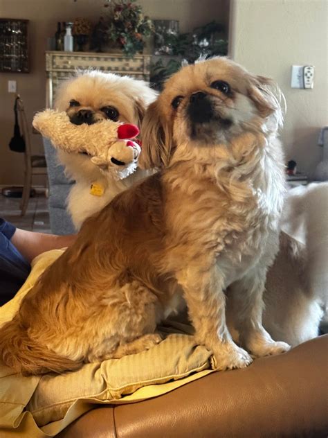 Half siblings : r/Pekingese