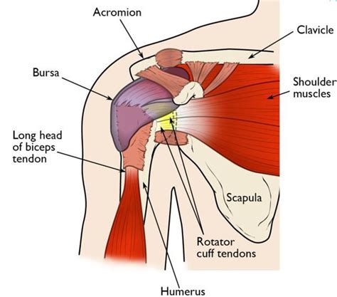 Rotator Cuff Injury: Physical Therapy Treatment-Mangiarelli Rehabilitation