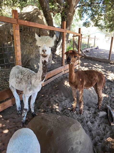 Kindred Spirits Care Farm in Chatsworth : r/SFV